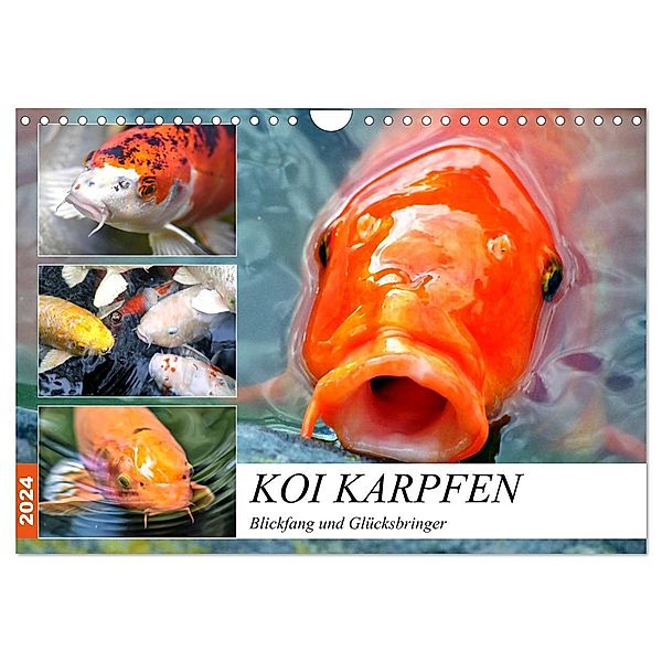 Koi Karpfen. Blickfang und Glücksbringer (Wandkalender 2024 DIN A4 quer), CALVENDO Monatskalender, Rose Hurley