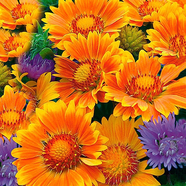 Kokardenblume Oranges and Lemons