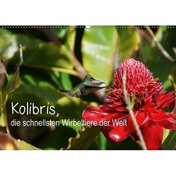 Kolibris, die schnellsten Wirbeltiere der Welt (Wandkalender 2017 DIN A2 quer), M.Polok