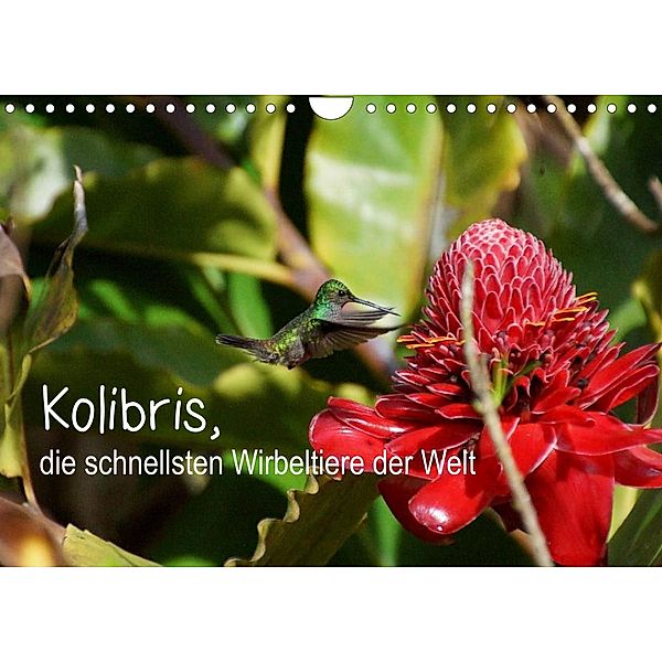 Kolibris, die schnellsten Wirbeltiere der Welt (Wandkalender 2023 DIN A4 quer), M.Polok