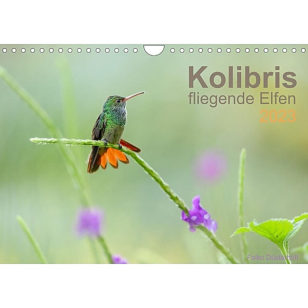 Kolibris - fliegende Elfen (Wandkalender 2023 DIN A4 quer), Falko Düsterhöft