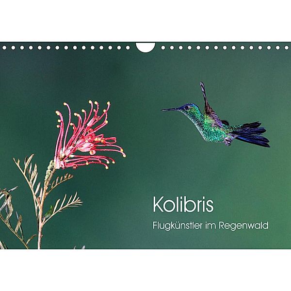 Kolibris - Flugkünstler im Regenwald (Wandkalender 2023 DIN A4 quer), David Oberholzer