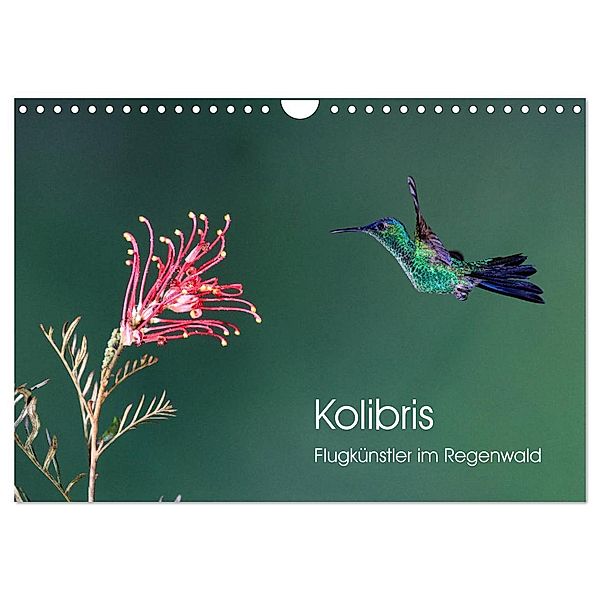 Kolibris - Flugkünstler im Regenwald (Wandkalender 2024 DIN A4 quer), CALVENDO Monatskalender, David Oberholzer