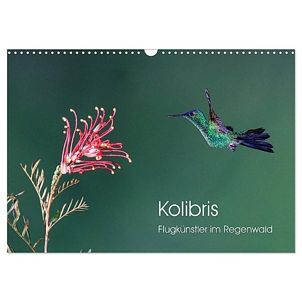 Kolibris - Flugkünstler im Regenwald (Wandkalender 2025 DIN A3 quer), CALVENDO Monatskalender, Calvendo, David Oberholzer