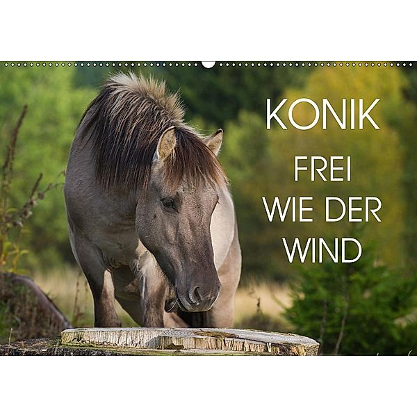 Konik - Frei geboren (Wandkalender 2021 DIN A2 quer), Sigrid Starick