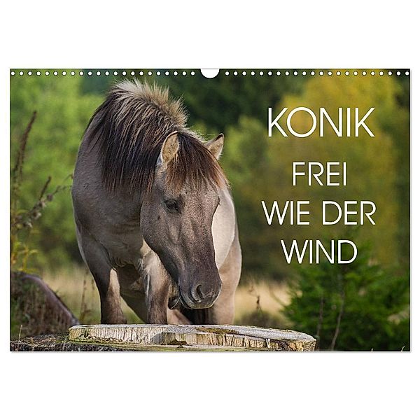 Konik - Frei geboren (Wandkalender 2024 DIN A3 quer), CALVENDO Monatskalender, Sigrid Starick