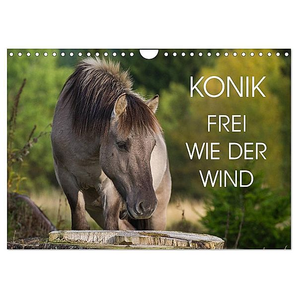 Konik - Frei geboren (Wandkalender 2024 DIN A4 quer), CALVENDO Monatskalender, Sigrid Starick