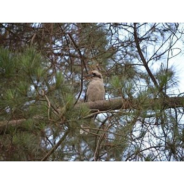 Kookaburra - 1.000 Teile (Puzzle)