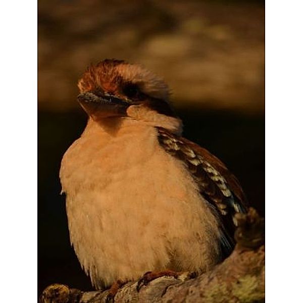 Kookaburra - 2.000 Teile (Puzzle)