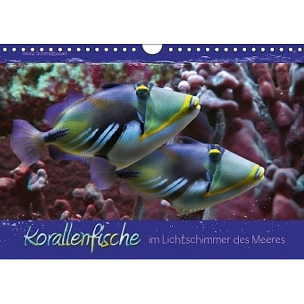 Korallenfische im Lichtschimmer des Meeres (Wandkalender 2017 DIN A4 quer), Heinz Schmidbauer