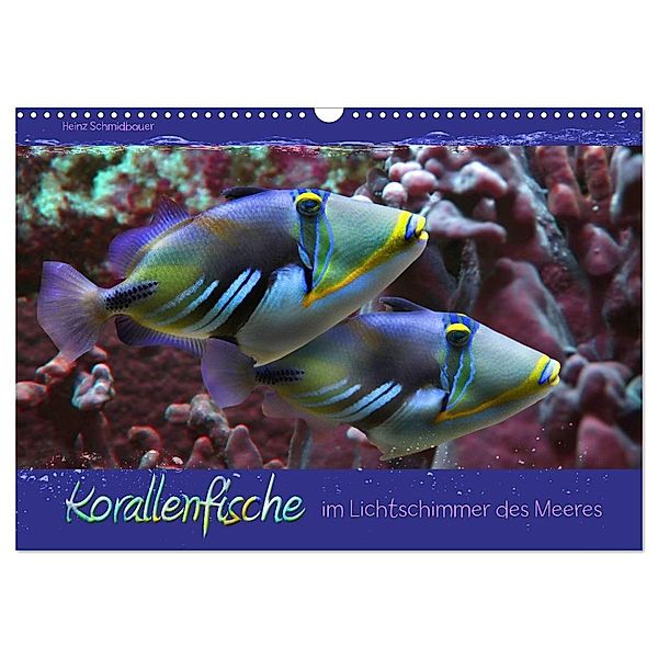 Korallenfische im Lichtschimmer des Meeres (Wandkalender 2024 DIN A3 quer), CALVENDO Monatskalender, Heinz Schmidbauer