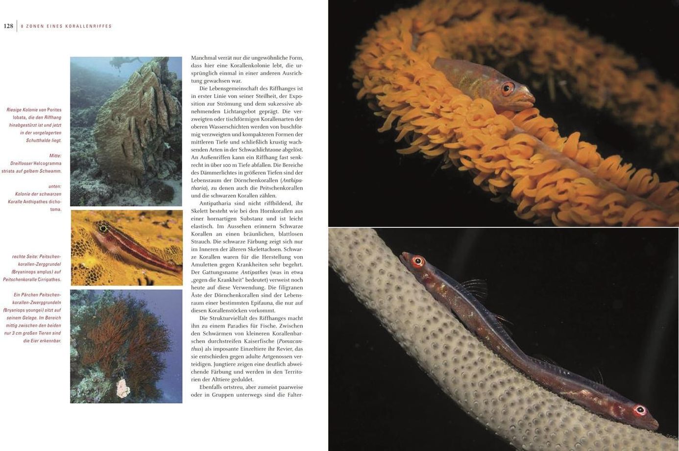 Korallenriffe Buch von Peter van Treeck versandkostenfrei bei Weltbild.ch