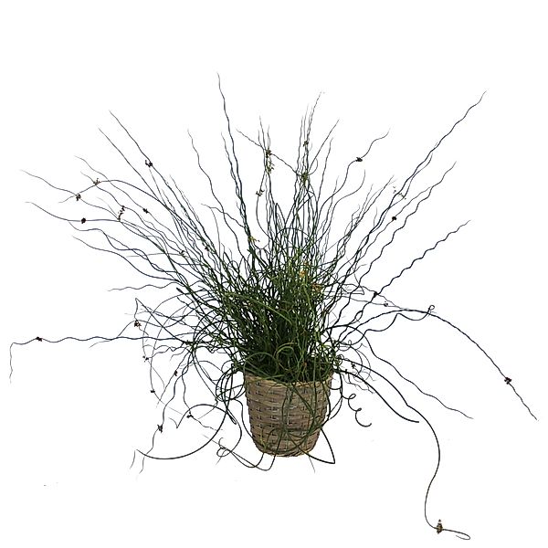 Korkenzieherbinse / Liebeslocken, (Juncus effusus Spiralis), 1 Pflanze im 2 Ltr Cont. 30/40 cm hoch im Deko-Topf