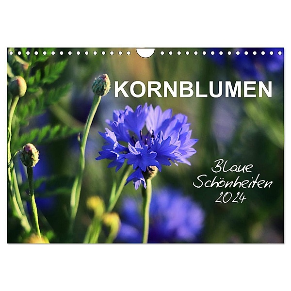Kornblumen - Blaue Schönheiten (Wandkalender 2024 DIN A4 quer), CALVENDO Monatskalender, Sabine Löwer