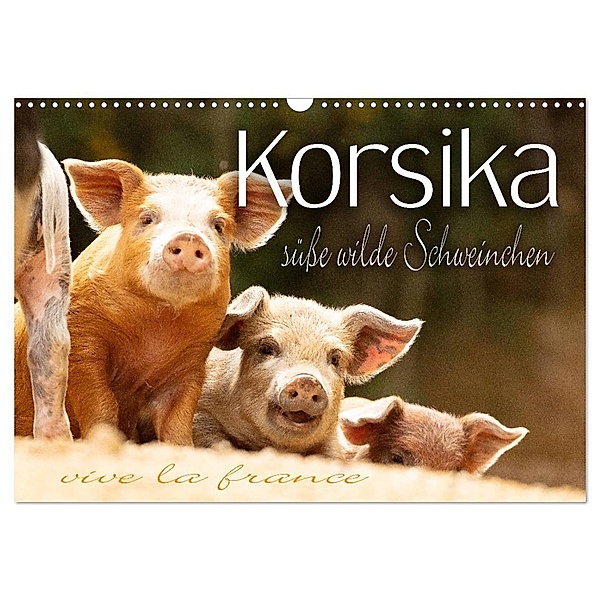 Korsika - süsse, wilde Schweinchen (Wandkalender 2024 DIN A3 quer), CALVENDO Monatskalender, Monika Schöb