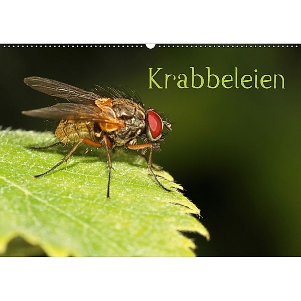 Krabbeleien (Wandkalender 2018 DIN A2 quer), Gerhard Albicker