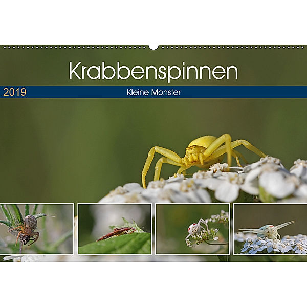 Krabbenspinnen - Kleine Monster (Wandkalender 2019 DIN A2 quer), juehust
