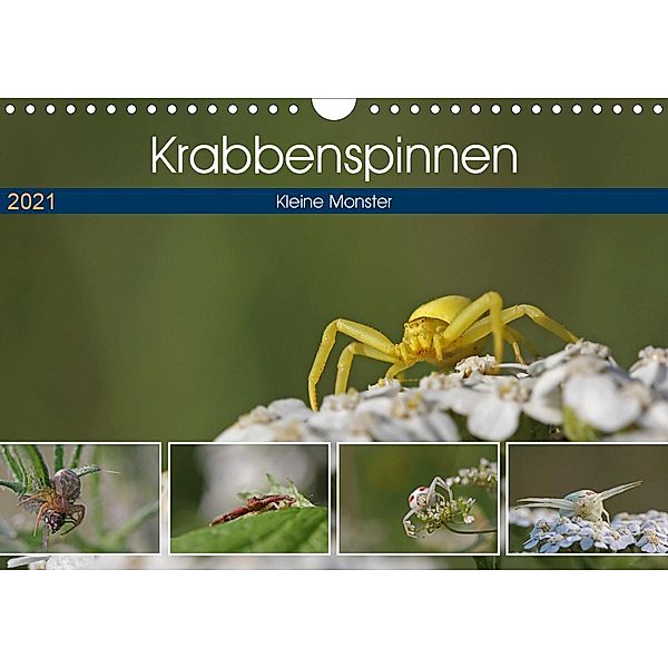 Krabbenspinnen - Kleine Monster (Wandkalender 2021 DIN A4 quer), Juehust