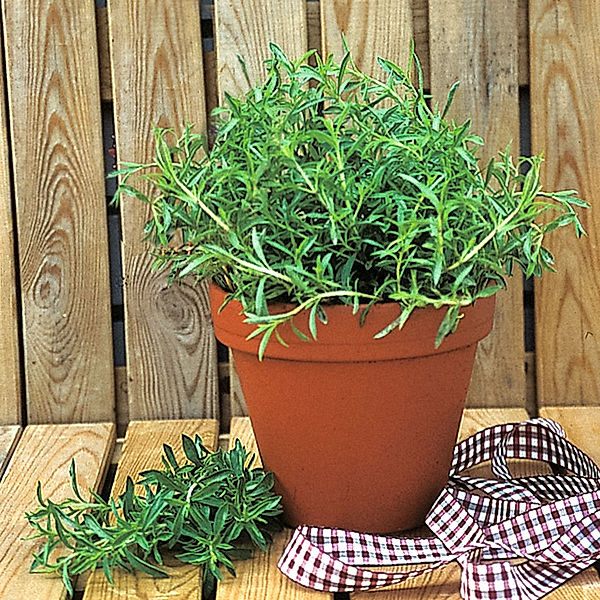 Kräuterpflanze Stauden-Bohnenkraut Bolero