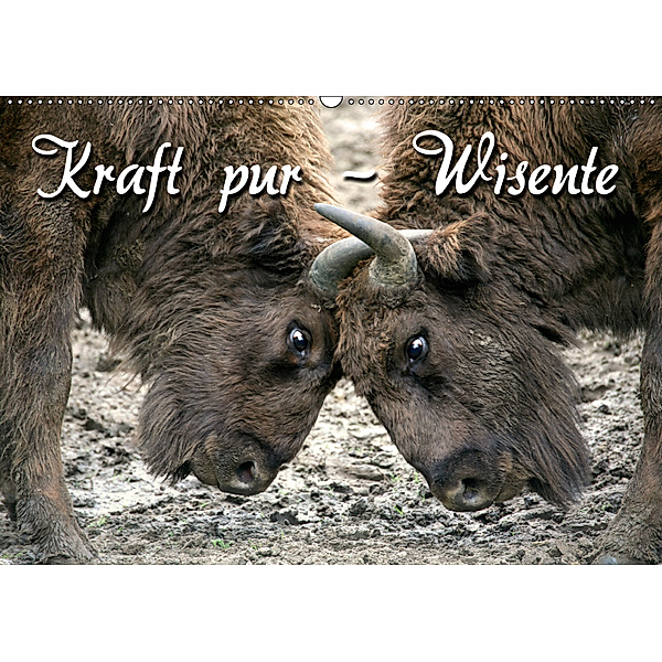 Kraft pur - Wisente (Wandkalender 2019 DIN A2 quer), Martina Berg