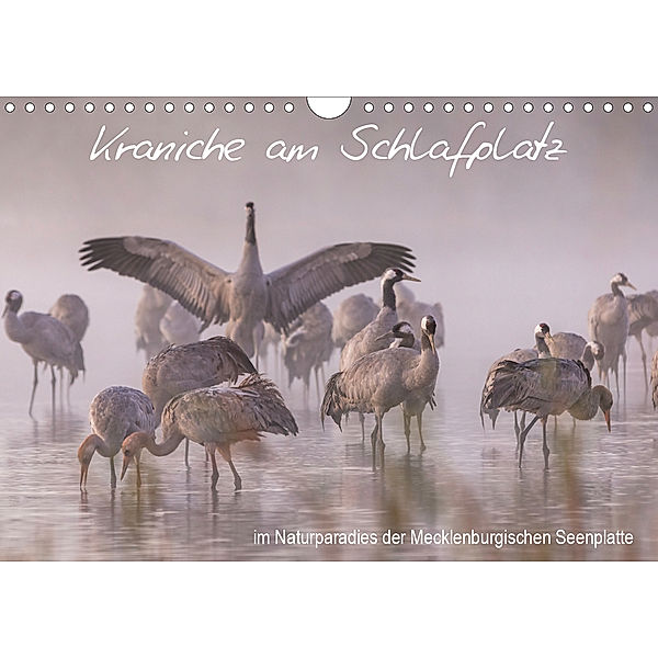 Kraniche am Schlafplatz - im Naturparadies der Mecklenburgischen Seenplatte (Wandkalender 2019 DIN A4 quer), André Pretzel