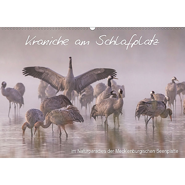 Kraniche am Schlafplatz - im Naturparadies der Mecklenburgischen Seenplatte (Wandkalender 2019 DIN A2 quer), André Pretzel