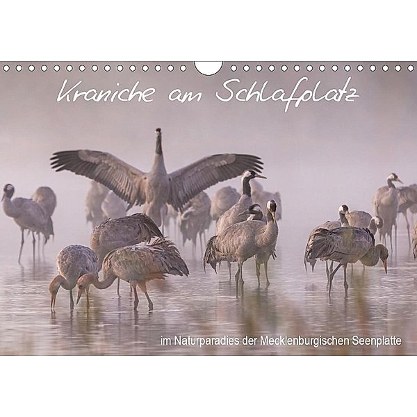 Kraniche am Schlafplatz - im Naturparadies der Mecklenburgischen Seenplatte (Wandkalender 2020 DIN A4 quer), André Pretzel