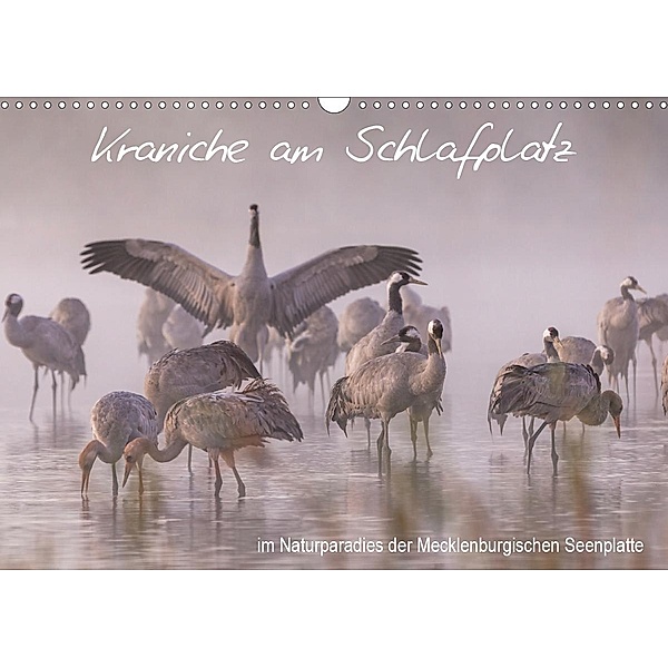 Kraniche am Schlafplatz - im Naturparadies der Mecklenburgischen Seenplatte (Wandkalender 2020 DIN A3 quer), André Pretzel