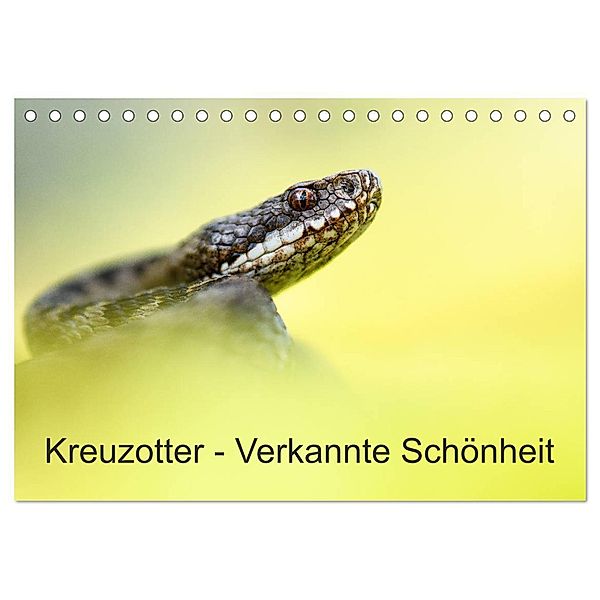 Kreuzotter - Verkannte Schönheit (Tischkalender 2024 DIN A5 quer), CALVENDO Monatskalender, Thomas Marth
