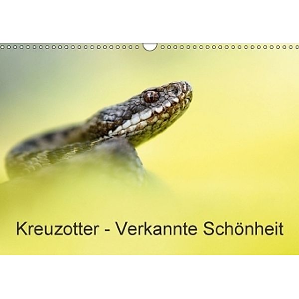 Kreuzotter - Verkannte Schönheit (Wandkalender 2017 DIN A3 quer), Thomas Marth