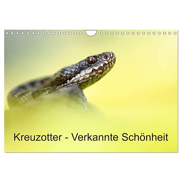 Kreuzotter - Verkannte Schönheit (Wandkalender 2024 DIN A4 quer), CALVENDO Monatskalender, Thomas Marth