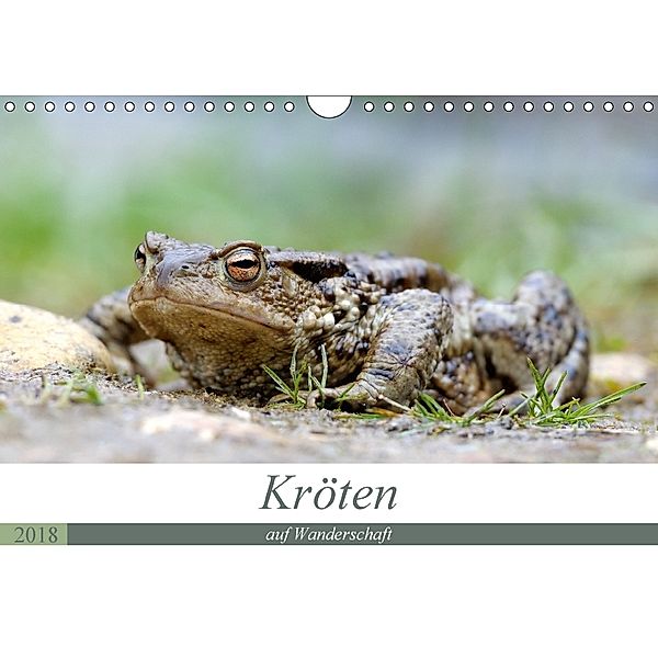 Kröten auf Wanderschaft (Wandkalender 2018 DIN A4 quer), Johann Rudolf Bogner