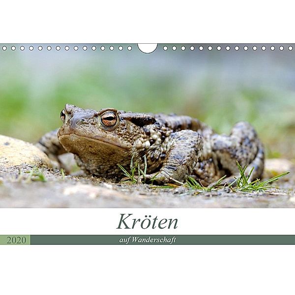 Kröten auf Wanderschaft (Wandkalender 2020 DIN A4 quer), Johann Rudolf Bogner