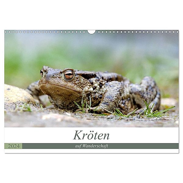 Kröten auf Wanderschaft (Wandkalender 2024 DIN A3 quer), CALVENDO Monatskalender, Johann Rudolf Bogner