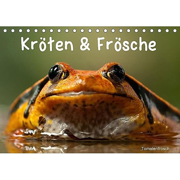 Kröten & Frösche (Tischkalender 2017 DIN A5 quer), Elisabeth Stanzer