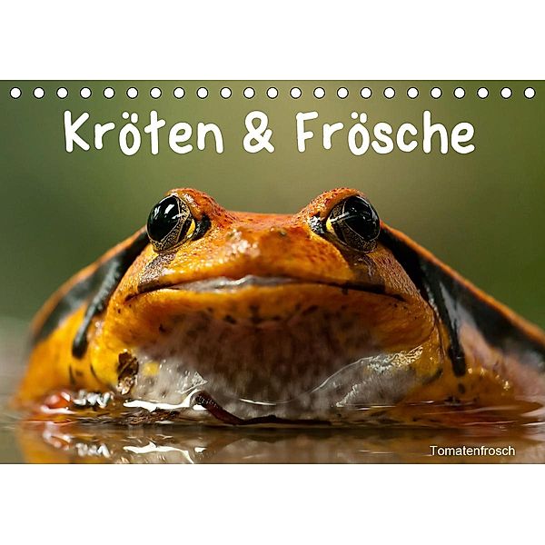 Kröten & Frösche (Tischkalender 2021 DIN A5 quer), Elisabeth Stanzer