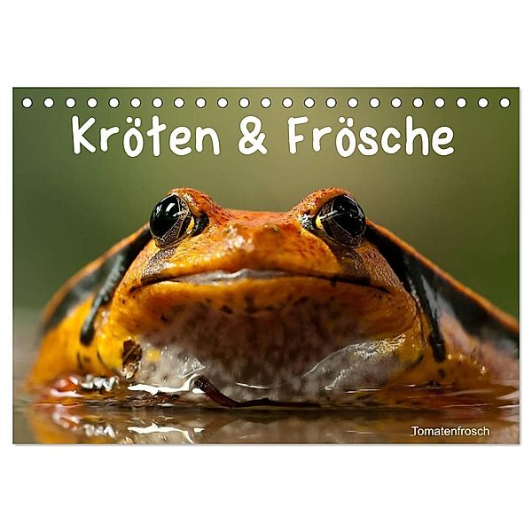 Kröten & Frösche (Tischkalender 2024 DIN A5 quer), CALVENDO Monatskalender, Elisabeth Stanzer