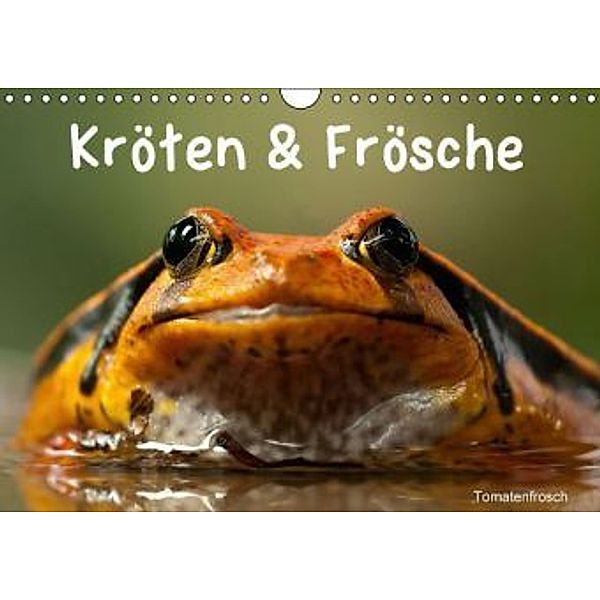 Kröten & Frösche (Wandkalender 2016 DIN A4 quer), Elisabeth Stanzer