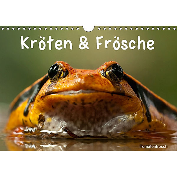 Kröten & Frösche (Wandkalender 2019 DIN A4 quer), Elisabeth Stanzer