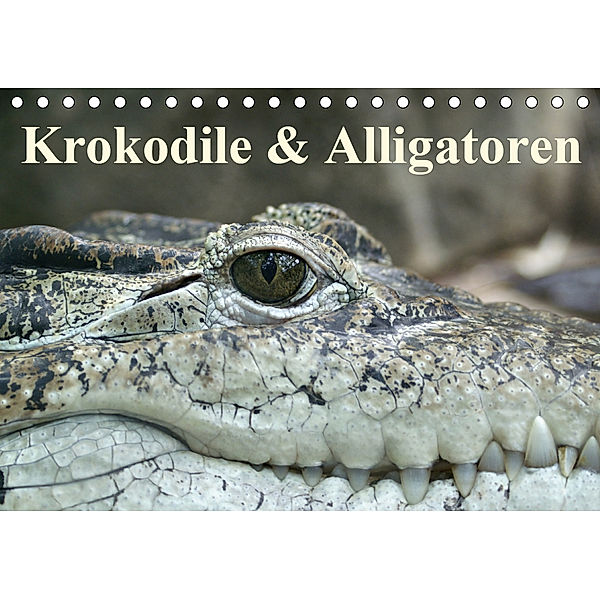 Krokodile & Alligatoren (Tischkalender 2020 DIN A5 quer), Elisabeth Stanzer