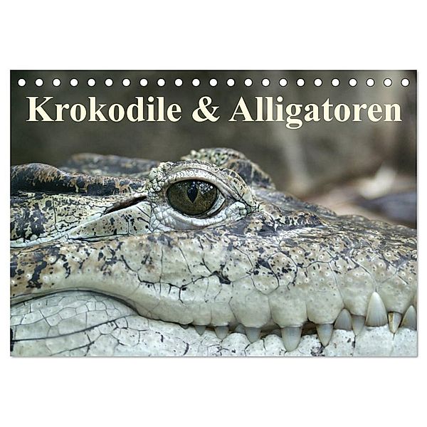 Krokodile & Alligatoren (Tischkalender 2024 DIN A5 quer), CALVENDO Monatskalender, Elisabeth Stanzer