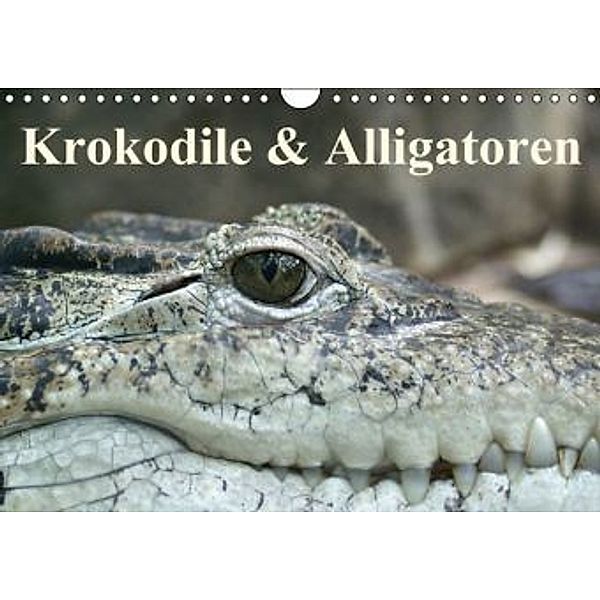 Krokodile & Alligatoren (Wandkalender 2015 DIN A4 quer), Elisabeth Stanzer