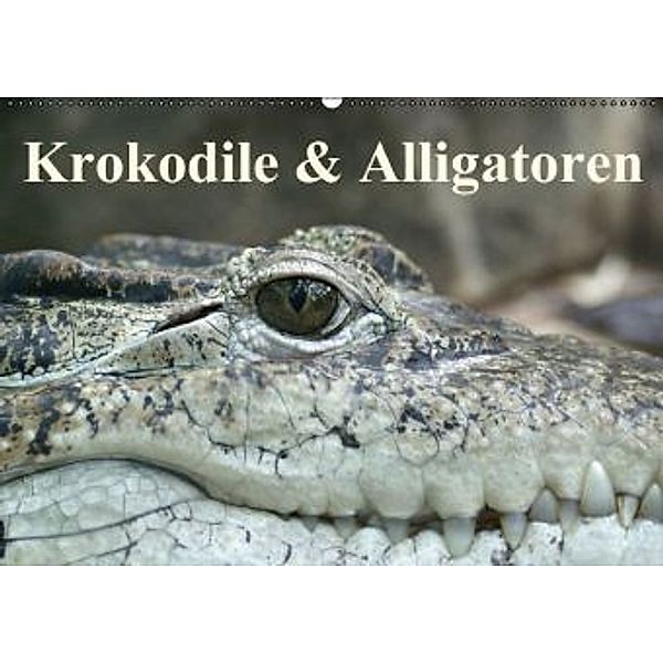 Krokodile & Alligatoren (Wandkalender 2016 DIN A2 quer), Elisabeth Stanzer