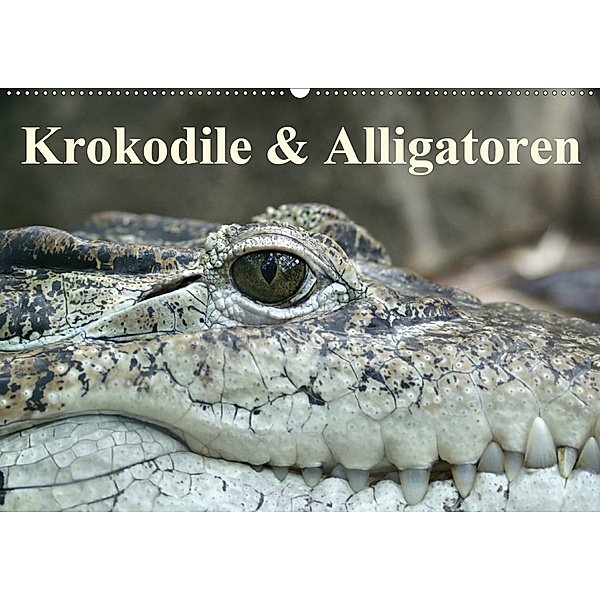 Krokodile & Alligatoren (Wandkalender 2020 DIN A2 quer), Elisabeth Stanzer