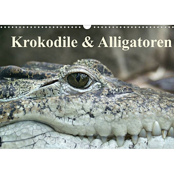Krokodile & Alligatoren (Wandkalender 2022 DIN A3 quer), Elisabeth Stanzer