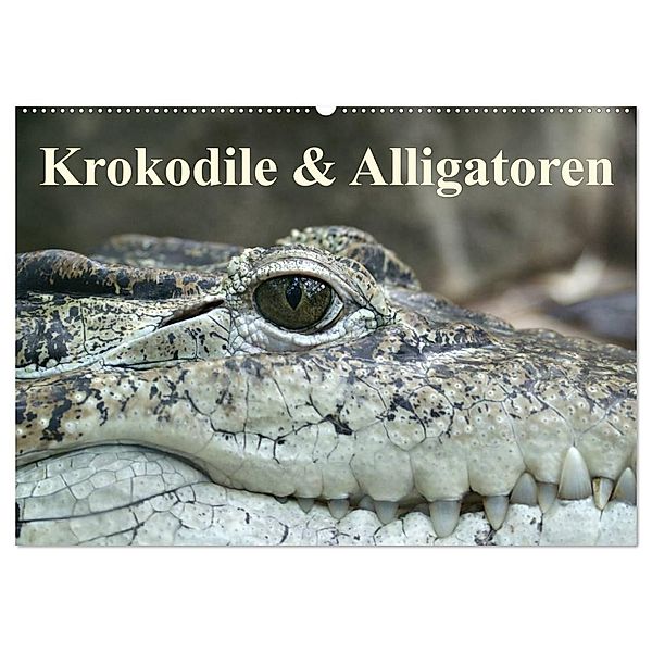 Krokodile & Alligatoren (Wandkalender 2024 DIN A2 quer), CALVENDO Monatskalender, Elisabeth Stanzer