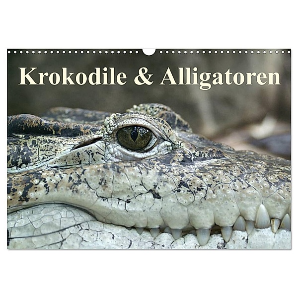 Krokodile & Alligatoren (Wandkalender 2024 DIN A3 quer), CALVENDO Monatskalender, Elisabeth Stanzer