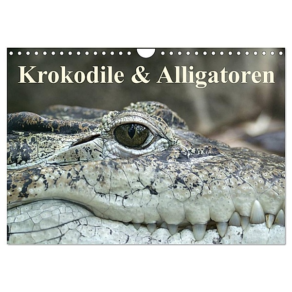 Krokodile & Alligatoren (Wandkalender 2024 DIN A4 quer), CALVENDO Monatskalender, Elisabeth Stanzer