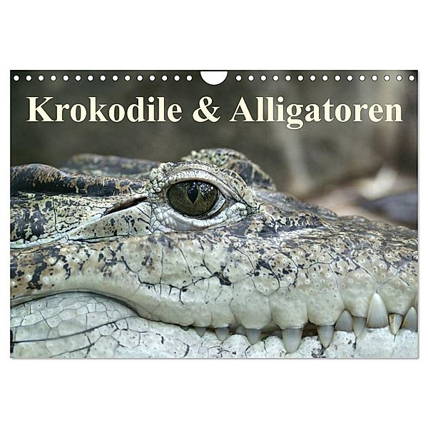 Krokodile & Alligatoren (Wandkalender 2025 DIN A4 quer), CALVENDO Monatskalender, Calvendo, Elisabeth Stanzer