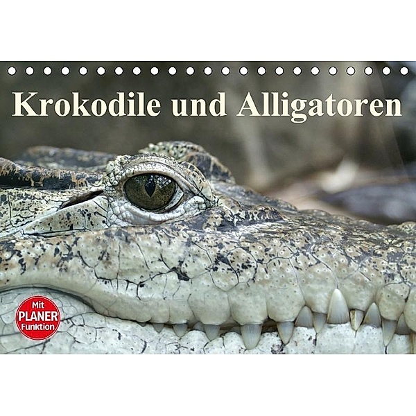Krokodile und Alligatoren (Tischkalender 2017 DIN A5 quer), Elisabeth Stanzer